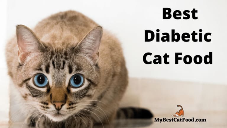 What is Best Diabetic Cat Food | 4 Best Diabetic Cat Food | MyBestCatFood