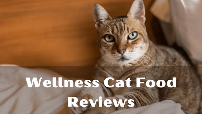Wellness Cat Food Reviews 2020 | Top Wet and Dry Food Of Wellness Core By MyBestCatFood