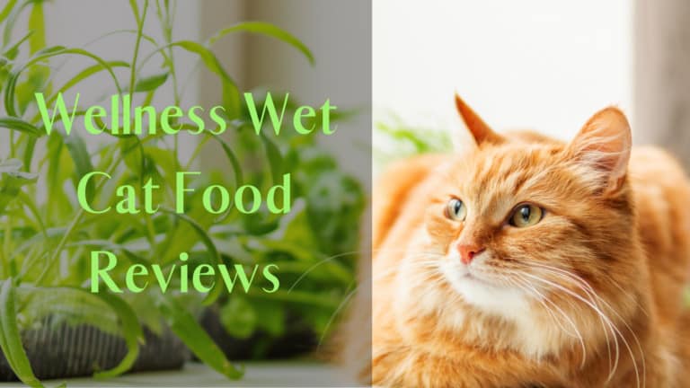 Wellness Wet Cat Food Reviews | Top 6 Reviewed Wellness Wet Cat Food | My Best Cat Food