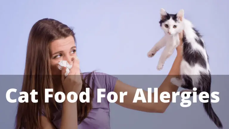 7 Best Dry Cat Food For Allergies and Ingredients Benefits