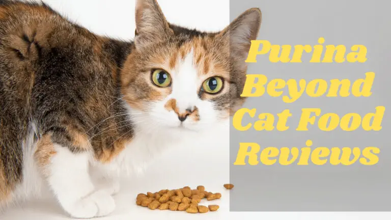 Latest 2020 Purina Beyond Cat Food Reviews | How to Choose Best For Your Friend