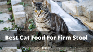 best cat food for firm stool
