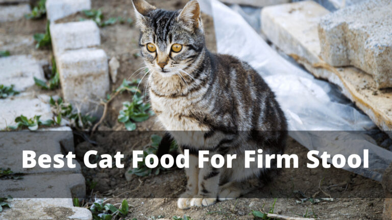 best cat food for firm stool