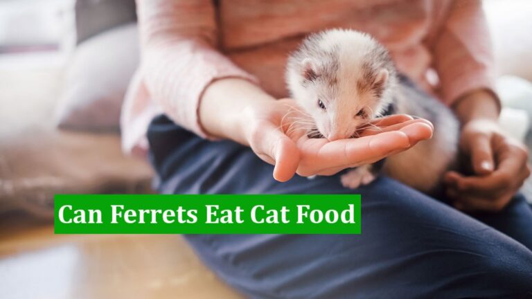 cat food for ferrets