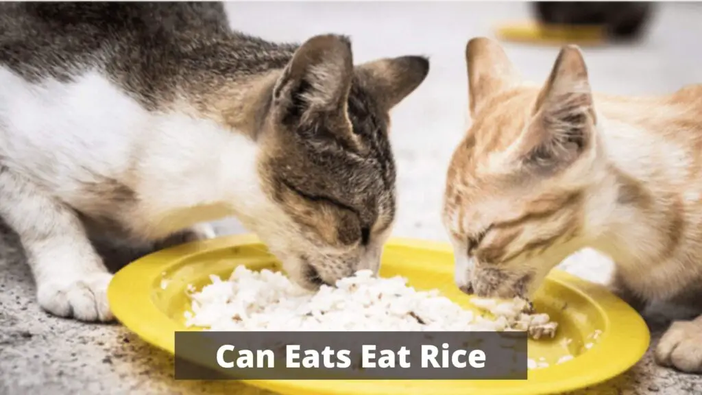 What Human Food Can Cats Eat 