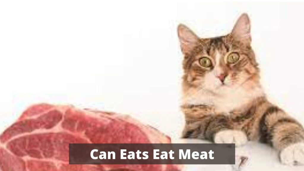 What Human Food Can cats Eat