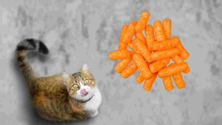 can cats eat cheetos