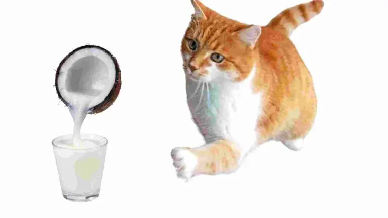can cats eat coconut milk