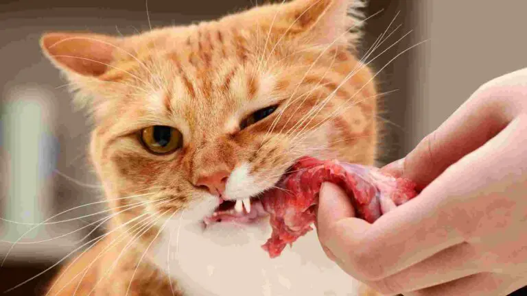 Can Cats Eat Steak? What Things To Know? - MyBestCatFood