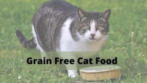 best grain free cat food