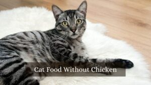cat food without chicken