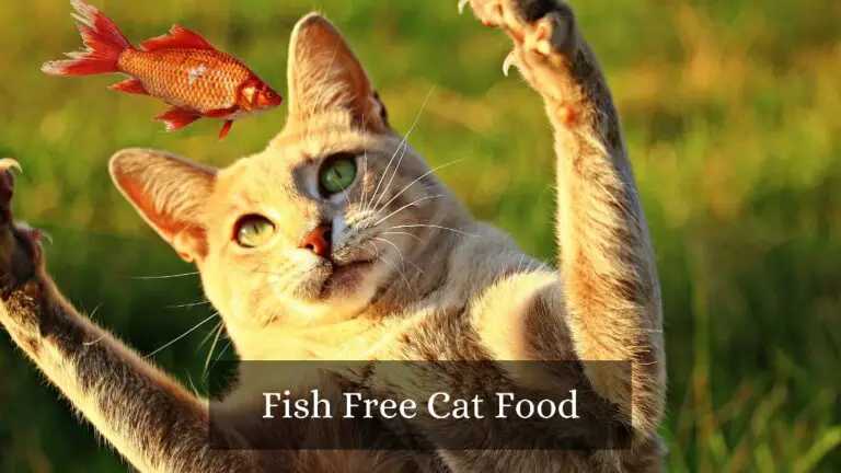fish free cat food
