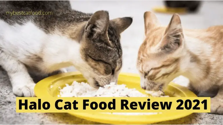 halo cat food review