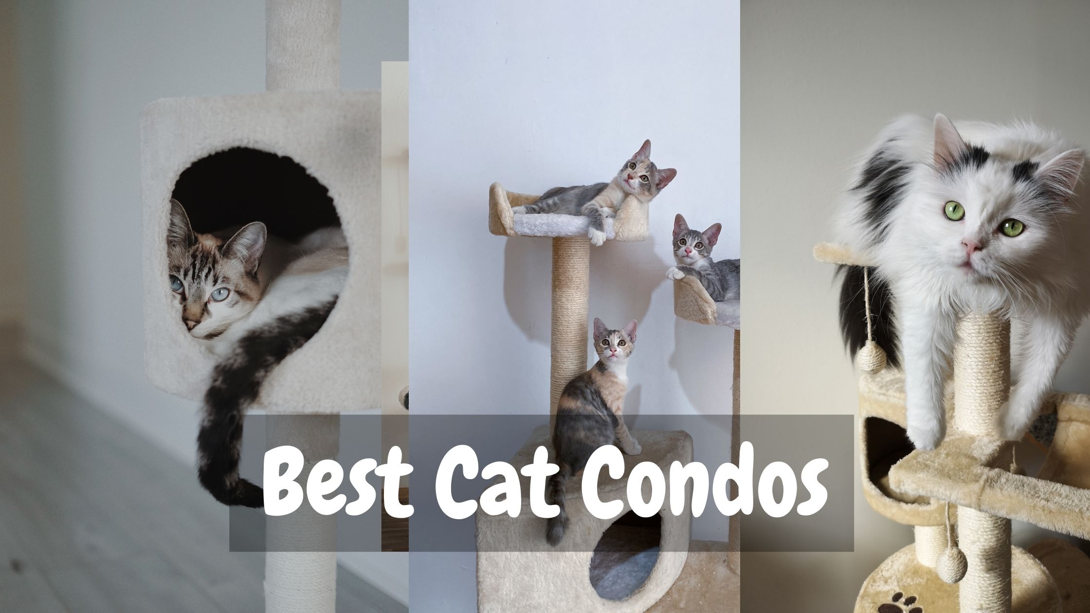 best cat condos