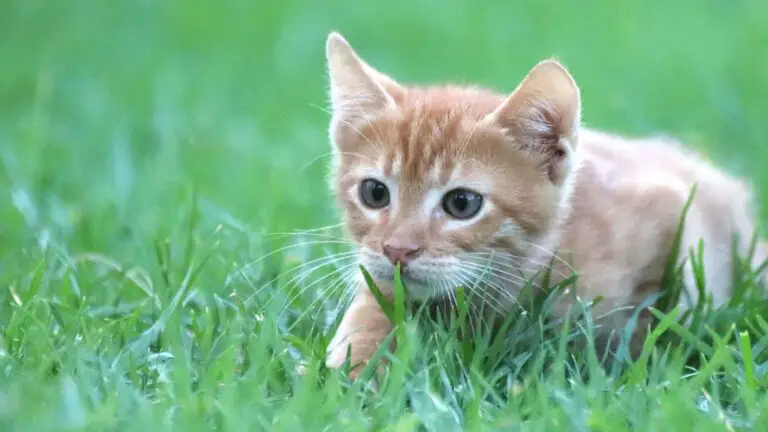 how to stop cats pooping on grass