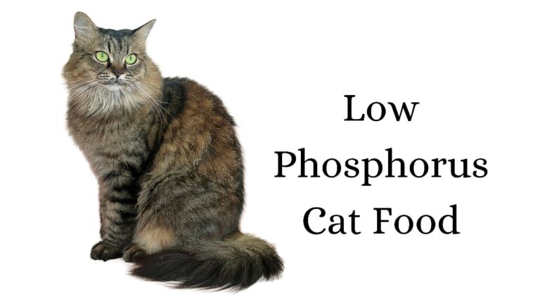 Low Phosphorus Cat Food List (Review) 2021