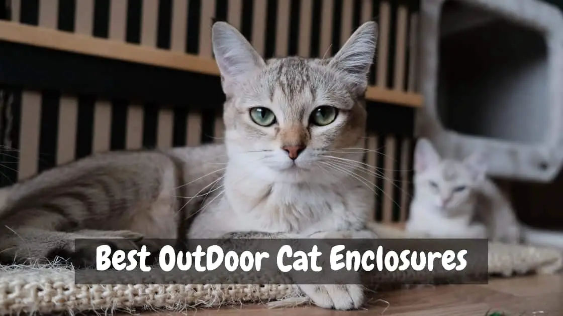 best outdoor cat enclosures
