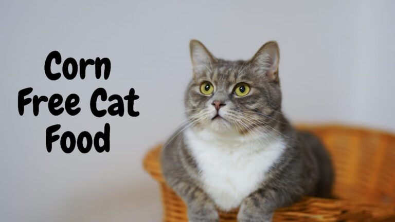 cat food without corn