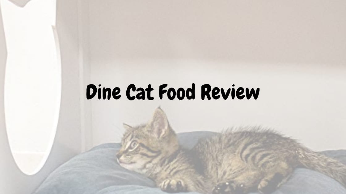 dine cat food review