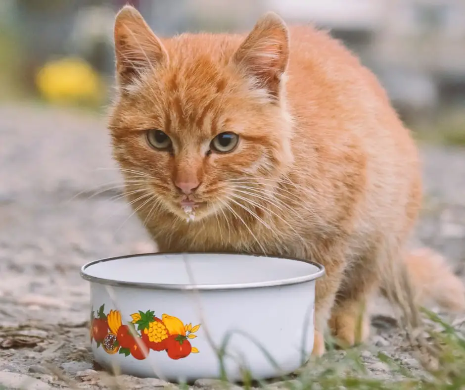 probalance cat food review