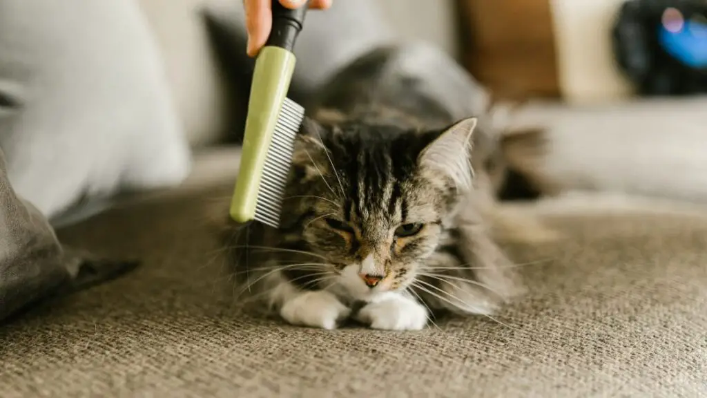 Cat Adjusting To New Owner