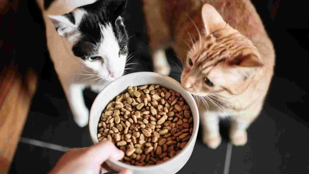 What ingredient in cat food causes urinary problems