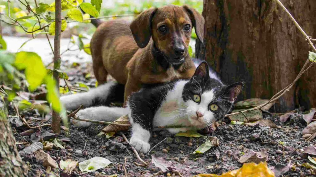 How to Stop Dogs From Eating Cat Food