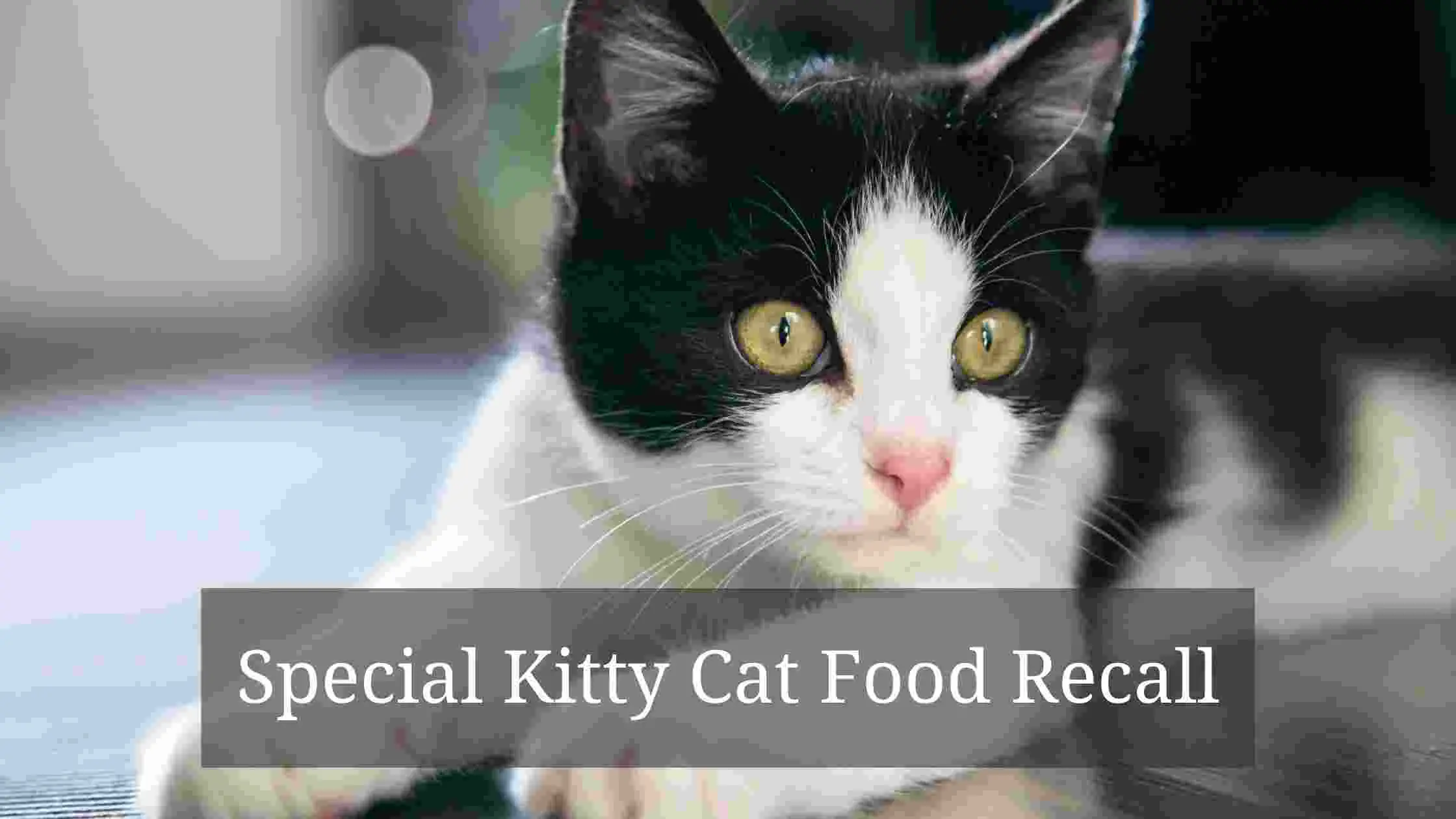 Special Kitty Cat Food Recall