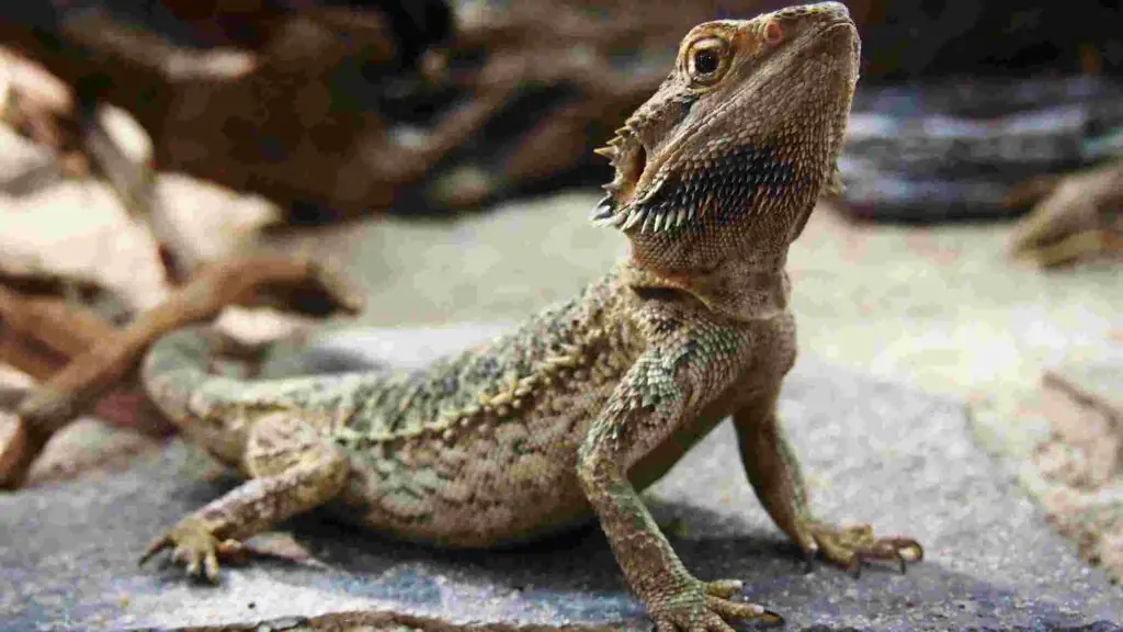 Can Bearded Dragons Eat Cat Food? Things To Know 