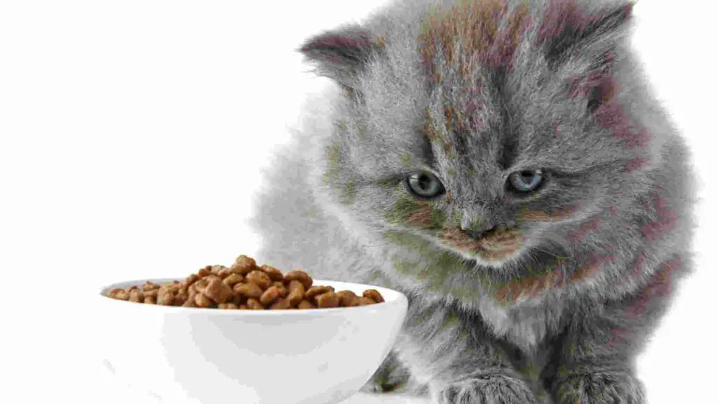 Advance Cat Food Review