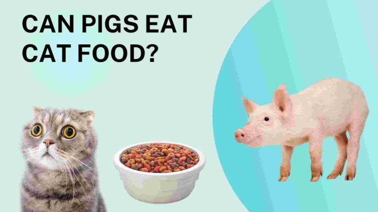 Can Pigs Eat Cat Food?