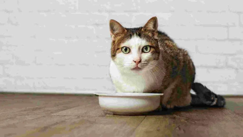 13 High Calorie Cat Food For Weight Gain & Senior Cats