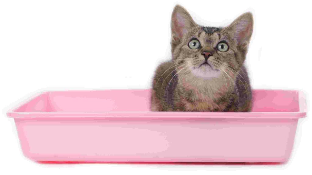 Pretty Litter Crystal Cat Litter with Pros And Cons & Reviews