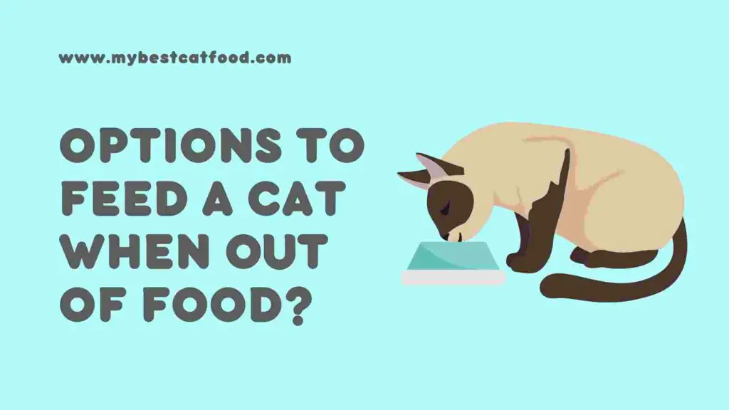 5 Most Toxic Foods For Cats