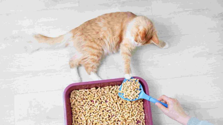 Best Dog Proof Cat Feeder & Buying Guide