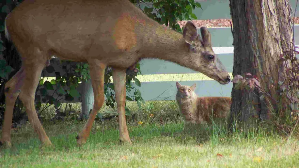 Can Deer Eat Cat Food
