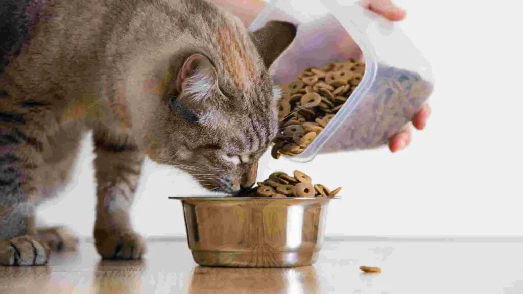 Grain Free Dry Cat Food