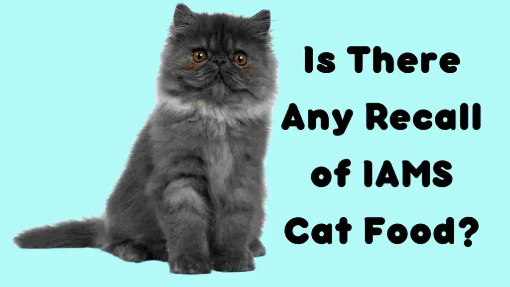 Is Iams Good For Cats(2022): Review, Recall, And Ingredients 