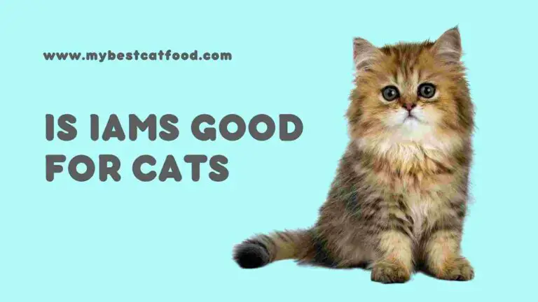 Is There Any Recall of IAMS Cat Food?