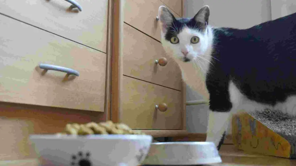 smalls cat food recall