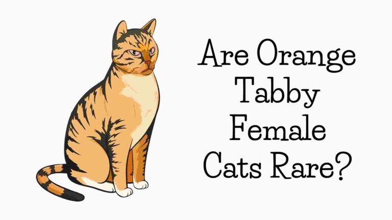 are orange cats rare