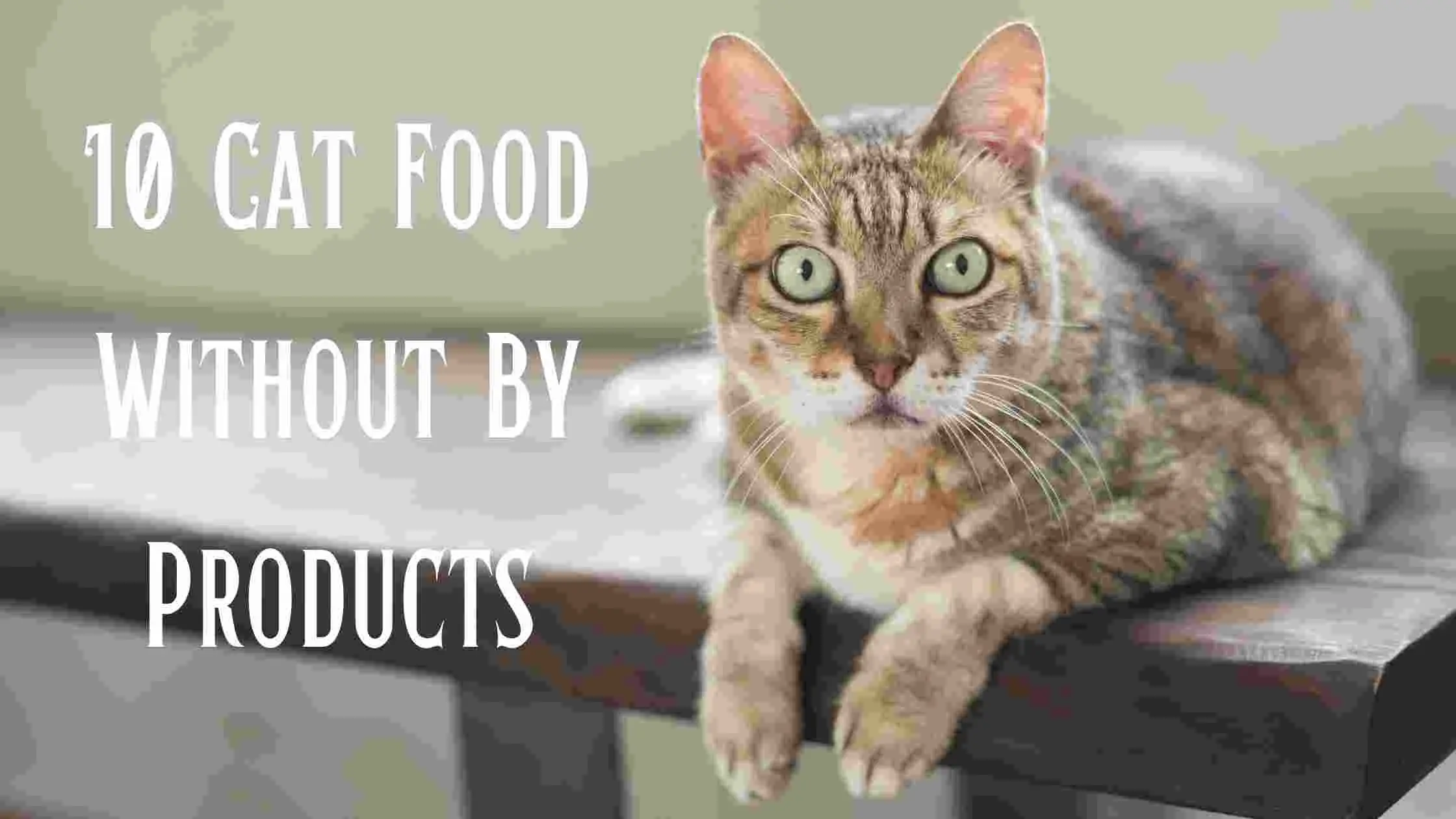 10 Cat Food Without By Products