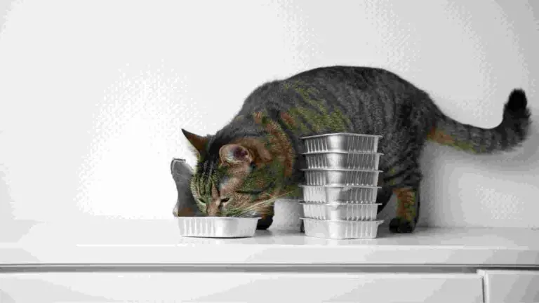 Best Cat Food With Probiotics