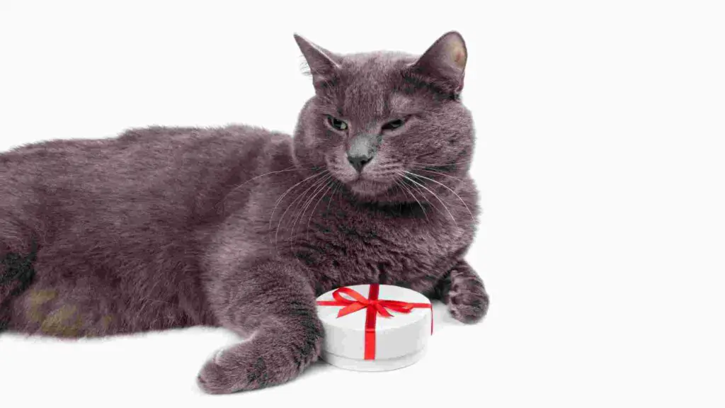 10 Cat Food Without By Products