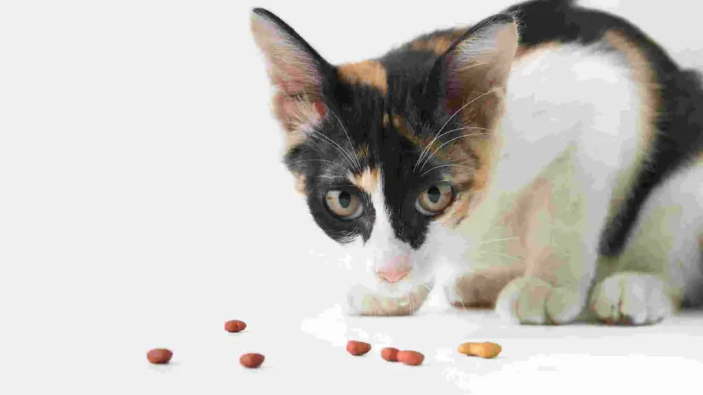 Fancy Feast cat food Feeding Guide