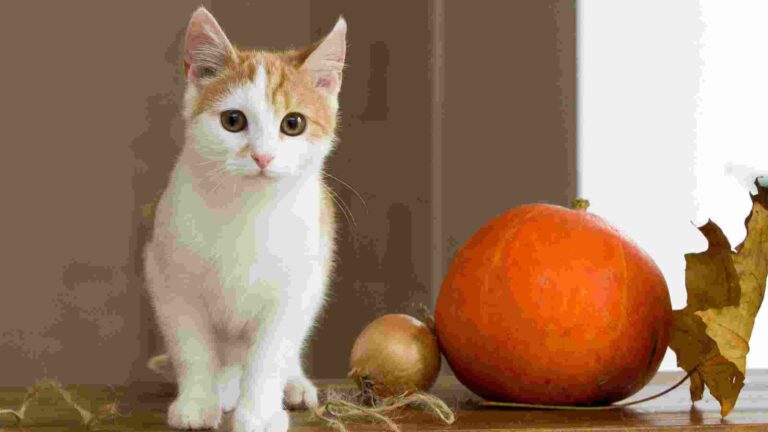 Cat Food With Pumpkin