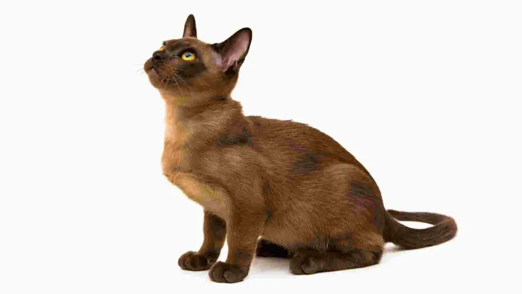 Burmese Most Hypoallergenic Cats For Adoption