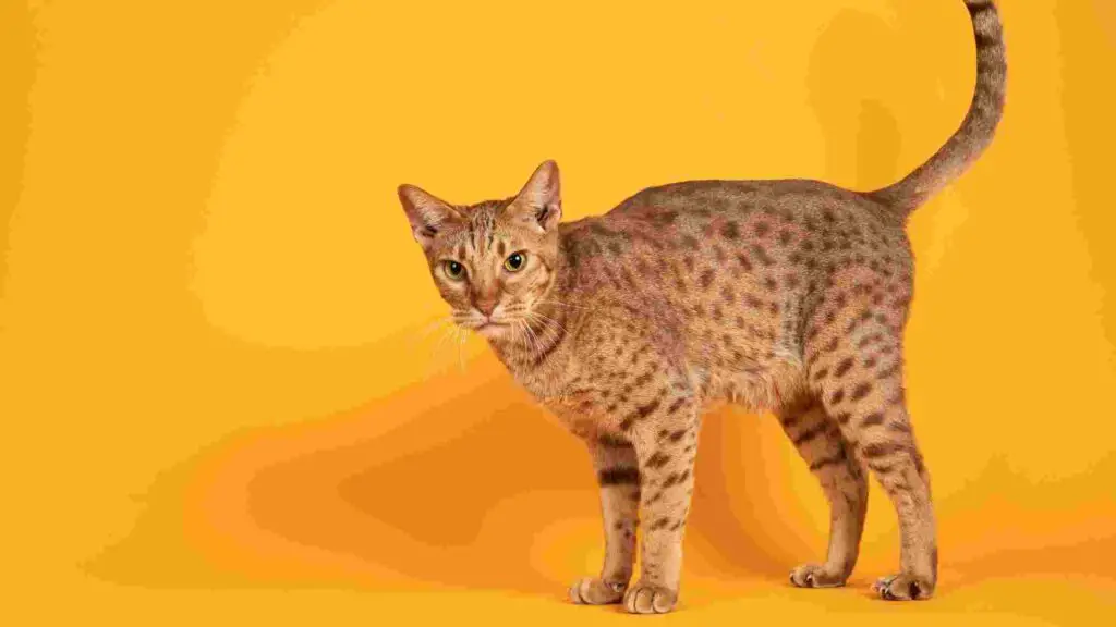 Ocicat Most Hypoallergenic Cats For Adoption