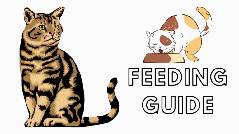Cat Feeding Guide - how much to feed a cat
