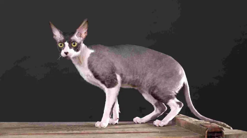 Cornish Rex Most Hypoallergenic Cats For Adoption